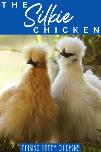 Silkie chickens why they're the teddy bear of the poultry world.