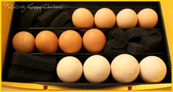 Brinsea's Octagon 20 Advance egg incubator : a must-have for hatching 