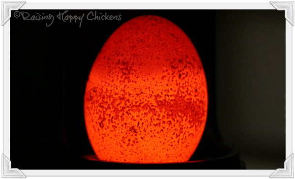 chicken egg is shown to be too porous to hatch under a candling lamp 