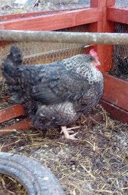 Babs, Sept 2016-Feb 2017 Babs, Sept 2016-Feb 2017