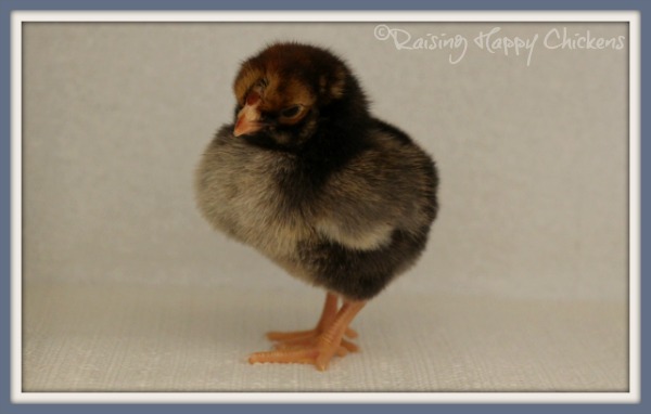 Here's the reason incubating is so popular - one of my newly hatched 