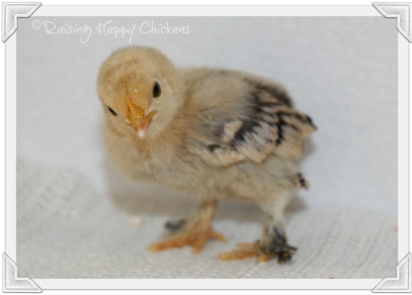 Hatching chicken eggs for sale : the inside scoop on where to find the