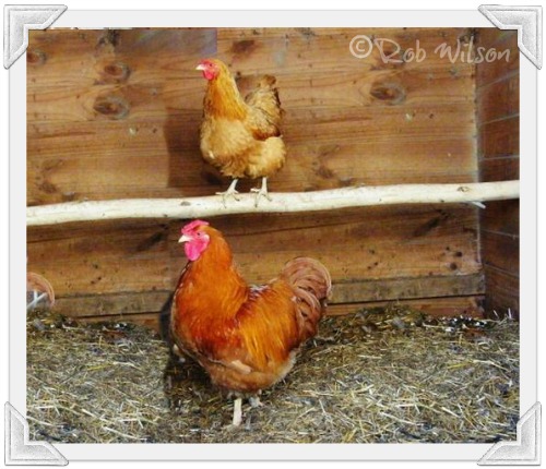 Wyandotte chickens : are they the right breed for you?