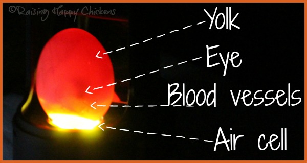 Pin Candling Chicken Eggs Day 12 on Pinterest