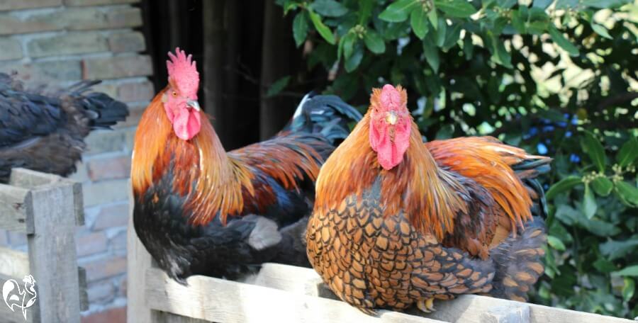 Caring for chickens : ten questions to ask yourself before ...