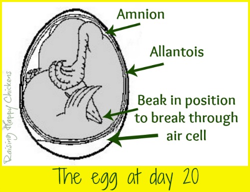 As the 'egg tooth' starts to penetrate the membrane, the lungs are ...