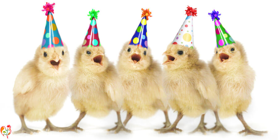 Welcome to the roosting page of Raising Happy Chickens!