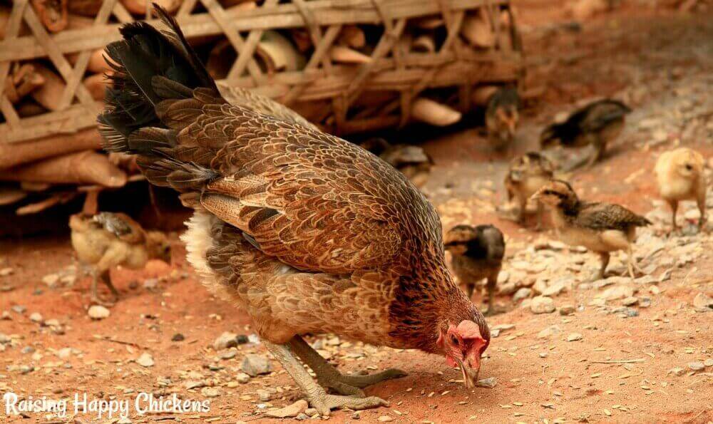 Grit and oyster shell why chickens need them.