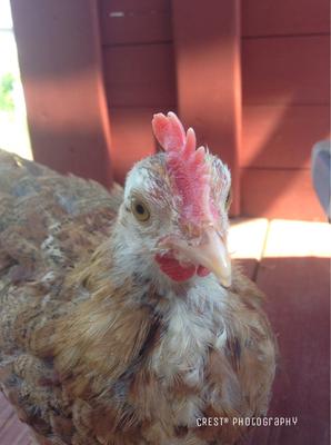 4/?/15 - 6/16/15 4/?/15 - 6/16/15