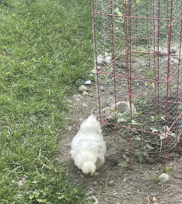 Little Snow Little Snow