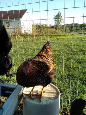 Trixie ready to perch  Trixie ready to perch