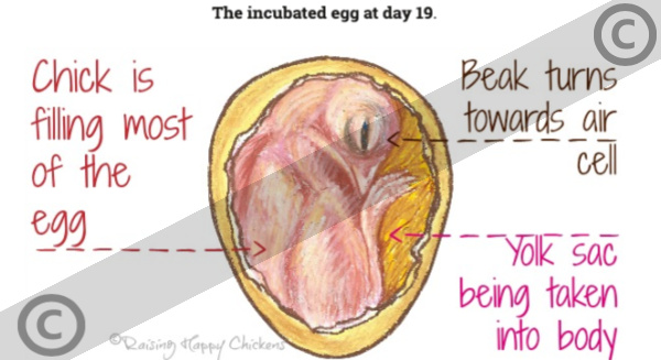 Chicken egg incubation, Day 19.