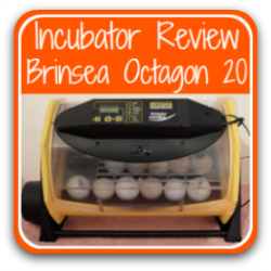 How to make homemade incubator for chicken eggs Sunny