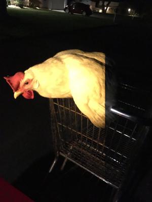 Late Night Stroll Late Night Stroll