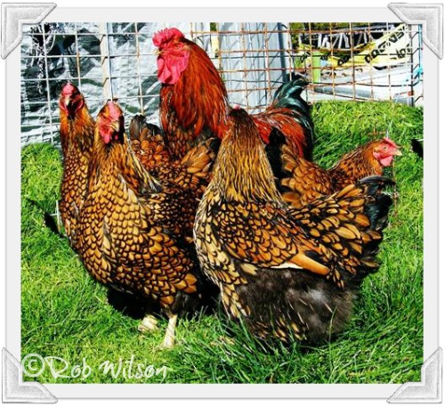 Wyandotte chickens : are they the right breed for you?