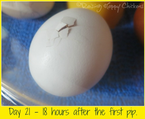 Chick hatching days 20 and 21 : from pip to chick.