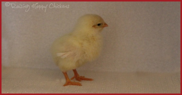 Hatching chicks : your questions answered.