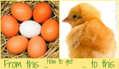 Hatch patterns : taking the stress out of hatching chicken eggs.