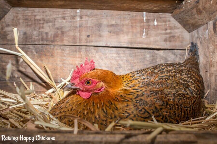 Grit and oyster shell why chickens need them.
