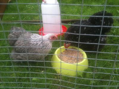 Silva joins the fold Silva joins the fold