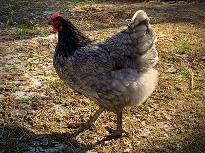 Mercy, my Sapphire Gem Mercy, my Sapphire Gem