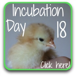 Incubation, Day 21 : It's hatch day!