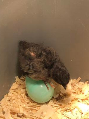 Peanut practicing Peanut practicing