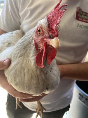 Mercy, my favorite special chicken Mercy, my favorite special chicken