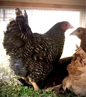 First Lady Obama First Lady Obama