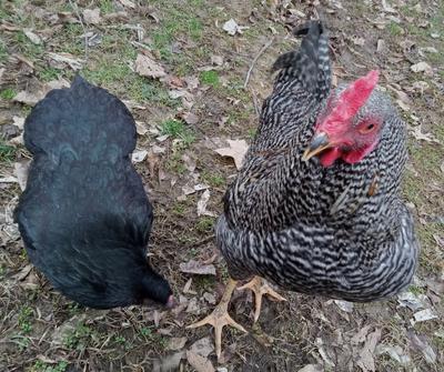 Morticia (left) & Goose (right) Morticia (left) & Goose (right)