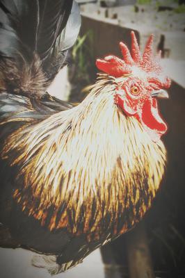 This is Muriel, he only had one eye, bless him. This is Muriel, he only had one eye, bless him.