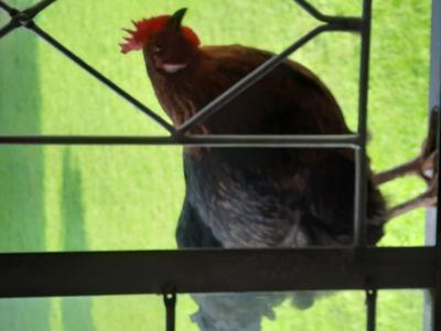 Cock-o-Dae❤️ Cock-o-Dae❤️