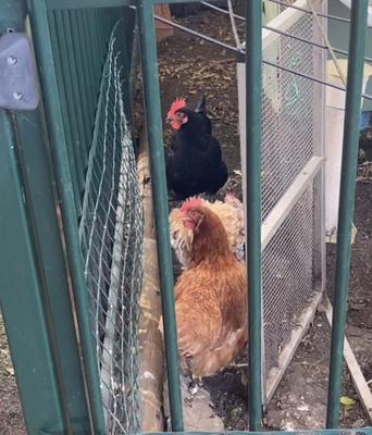 The last picture I took of them before they died The last picture I took of them before they died