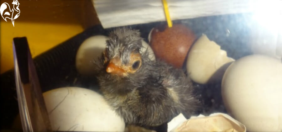 Taking chicks from an egg incubator to a brooder can be nerve-wracking 