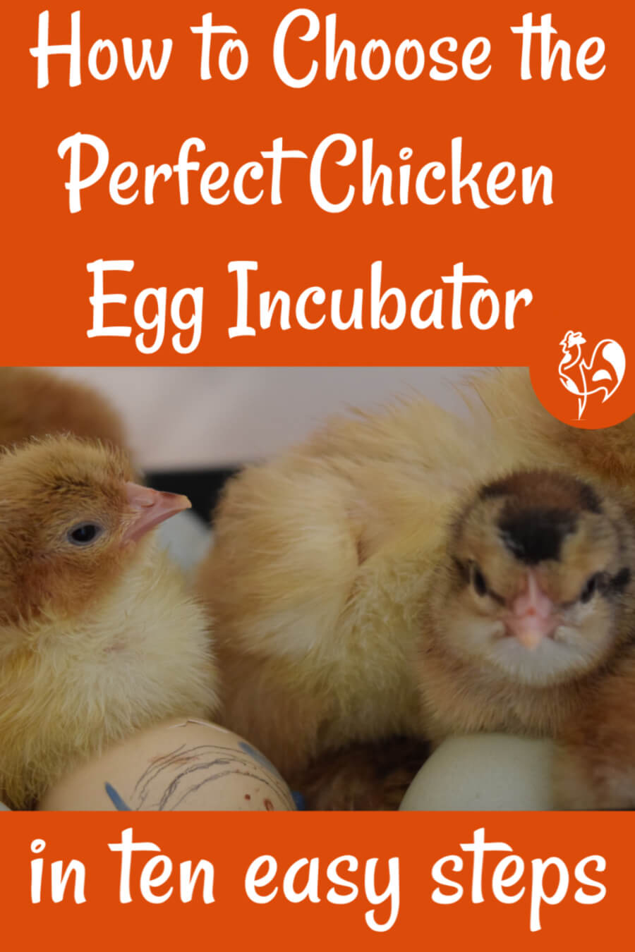 to choose your perfect chicken egg incubator - click here for more