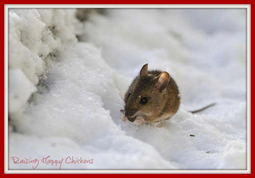 How to get rid of rats from your chicken coop.