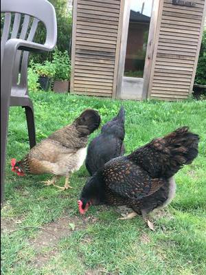 Belvedere (Right) with her flock, Loku and Rocky. Belvedere (Right) with her flock, Loku and Rocky.
