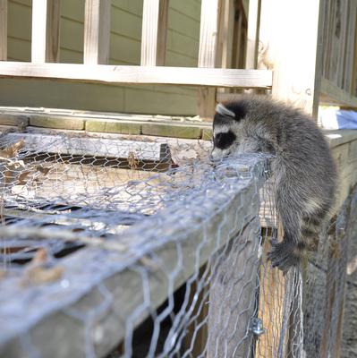 A baby raccoon unlatches a chicken coop.  Could a raccoon be responsible for killing Jaiden's chickens? A baby raccoon unlatches a chicken coop.  Could a raccoon be responsible for killing Jaiden's chickens?