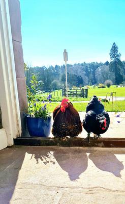 Rollerskates the rooster and his girlfriend  Rollerskates the rooster and his girlfriend
