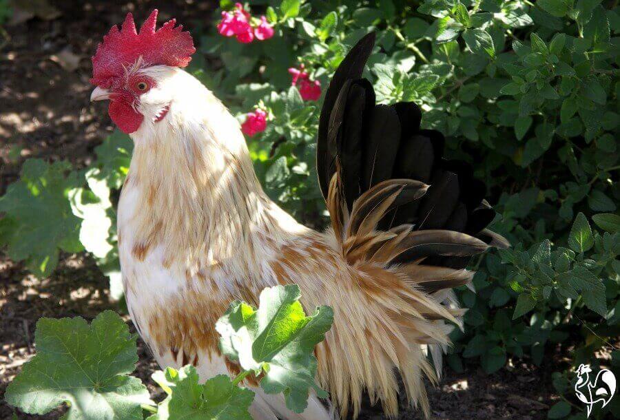 colourful rooster like this one is a colourful addition to any flock ...