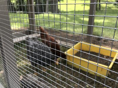 Rosie with her bestie Millie, scratching Rosie with her bestie Millie, scratching