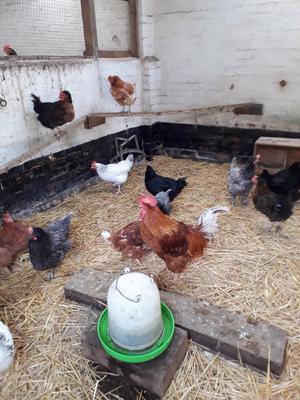 The red rooster in the middle is Rudolf The red rooster in the middle is Rudolf