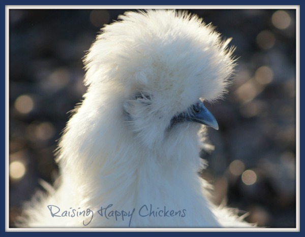 The gorgeous blue eared Silkie chickens lay a lovely creamy-brown egg.
