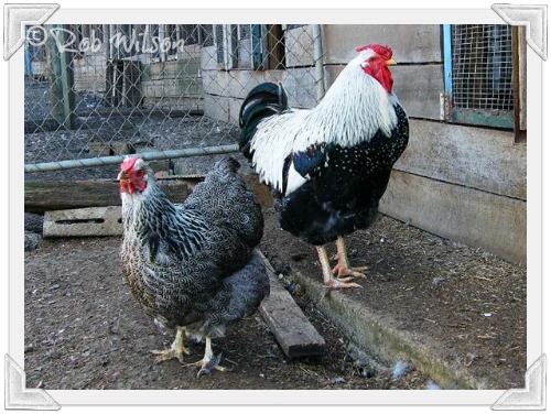 silver-pencilled-wyandotte-chicken.jpg