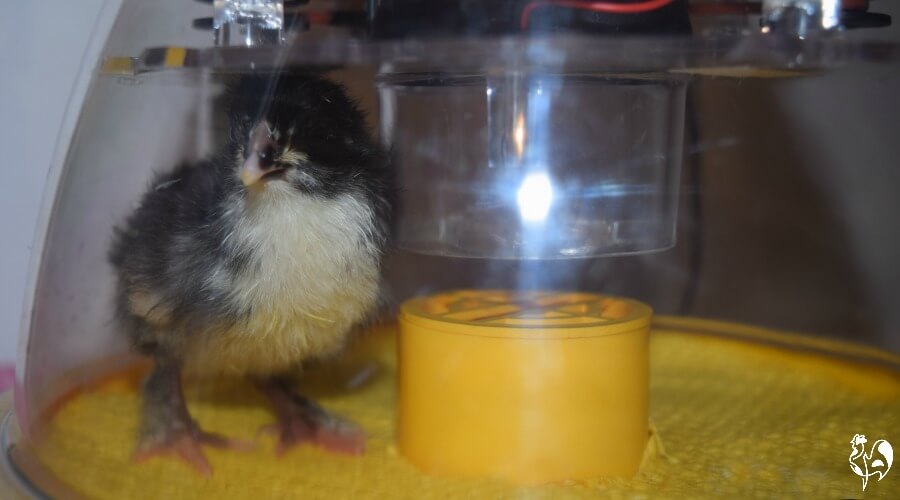 How to make a small chicken incubator Guide | incubator Chicken