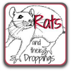 How to get rid of rats from your chicken coop.