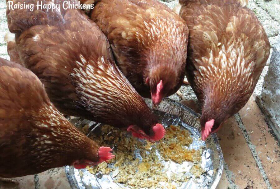 Grit and oyster shell why chickens need them.
