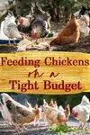 Pin chicken food on a budget.