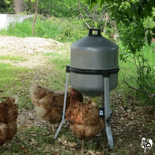 My large galvanised waterer, kept under the shade of the bay tree.
