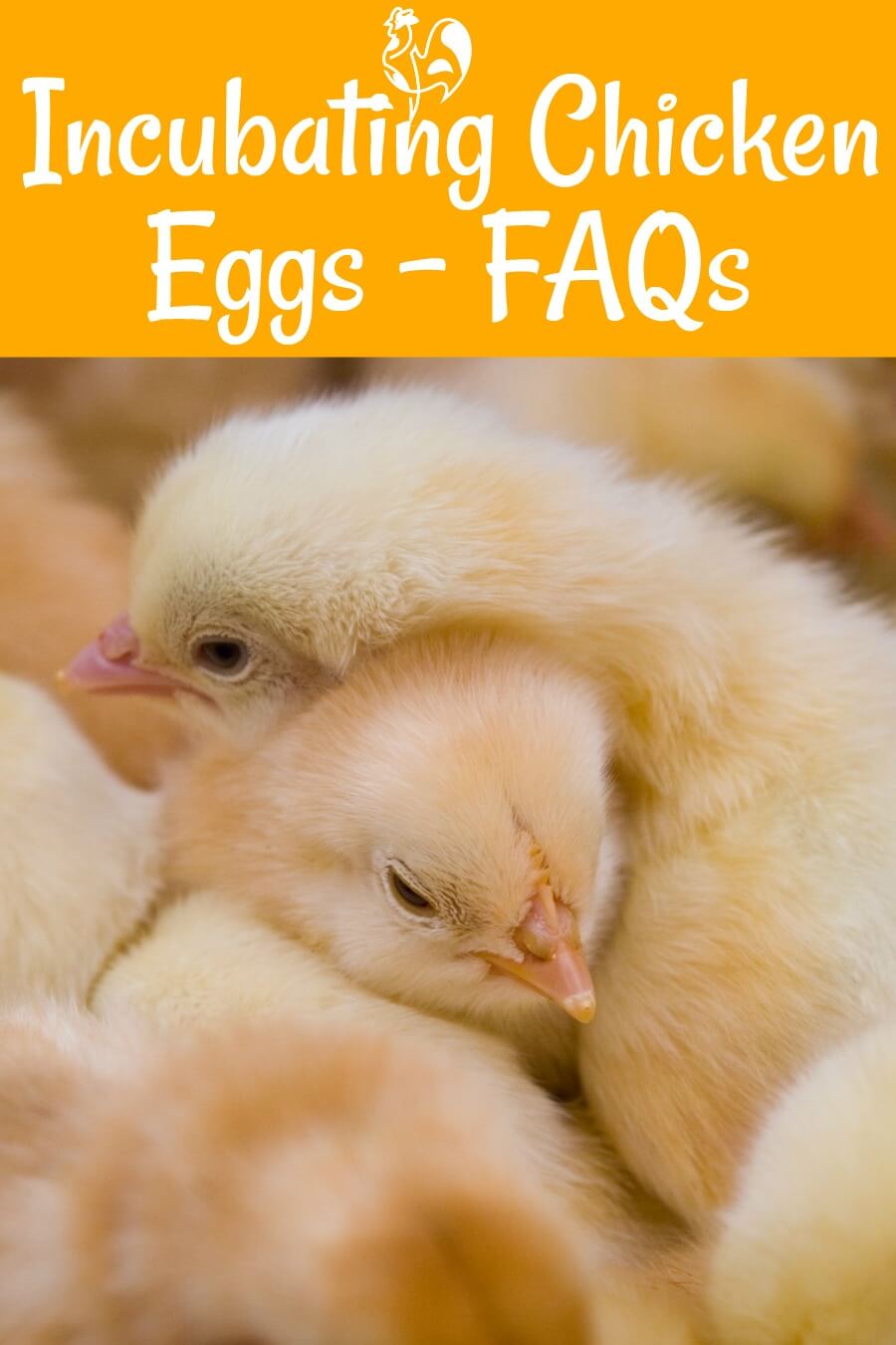 Incubating Chicken Eggs Your Questions Answered